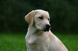 LABRADOR 1284